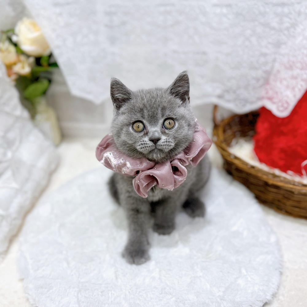 滋賀県のブリティッシュショートヘアー (犬の家＆猫の里長浜店/2026年5月20日生まれ/女の子/ブルー)の子猫の1枚目の画像