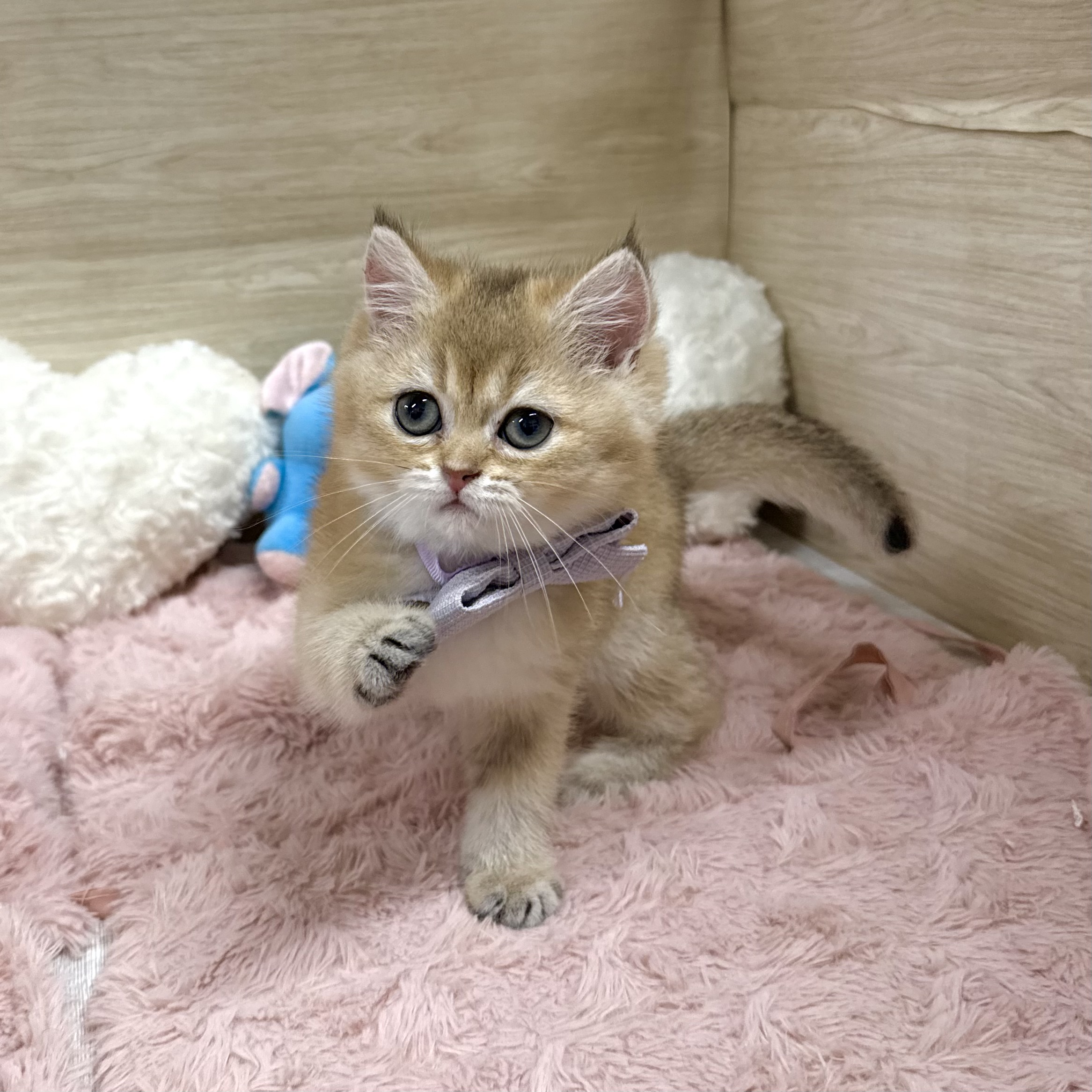 大阪府のブリティッシュショートヘアー (犬の家＆猫の里そよら東岸和田店/2026年5月21日生まれ/女の子/ブラックゴールデンシェーデット)の子猫の1枚目の画像