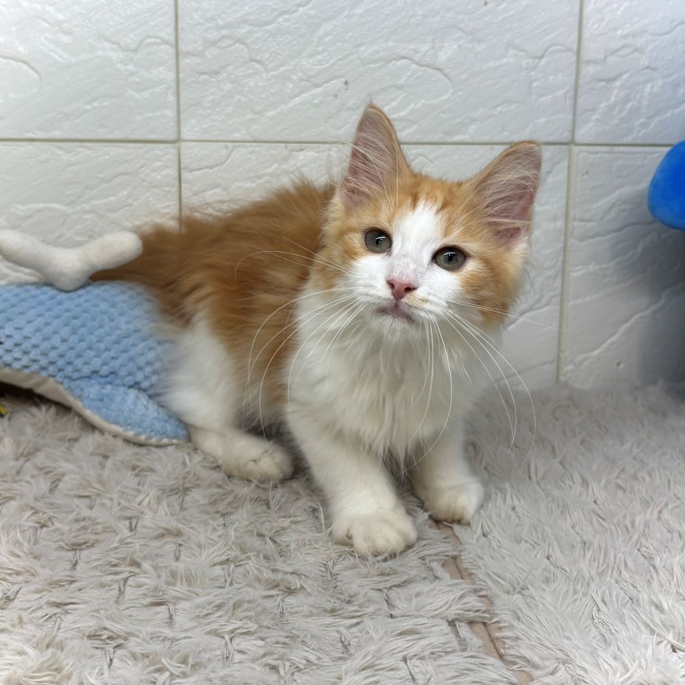 兵庫県のノルウェージャンフォレストキャット (犬の家＆猫の里ゆめタウン姫路店/2026年5月20日生まれ/女の子/レッドタビーホワイト)の子猫の4枚目の画像