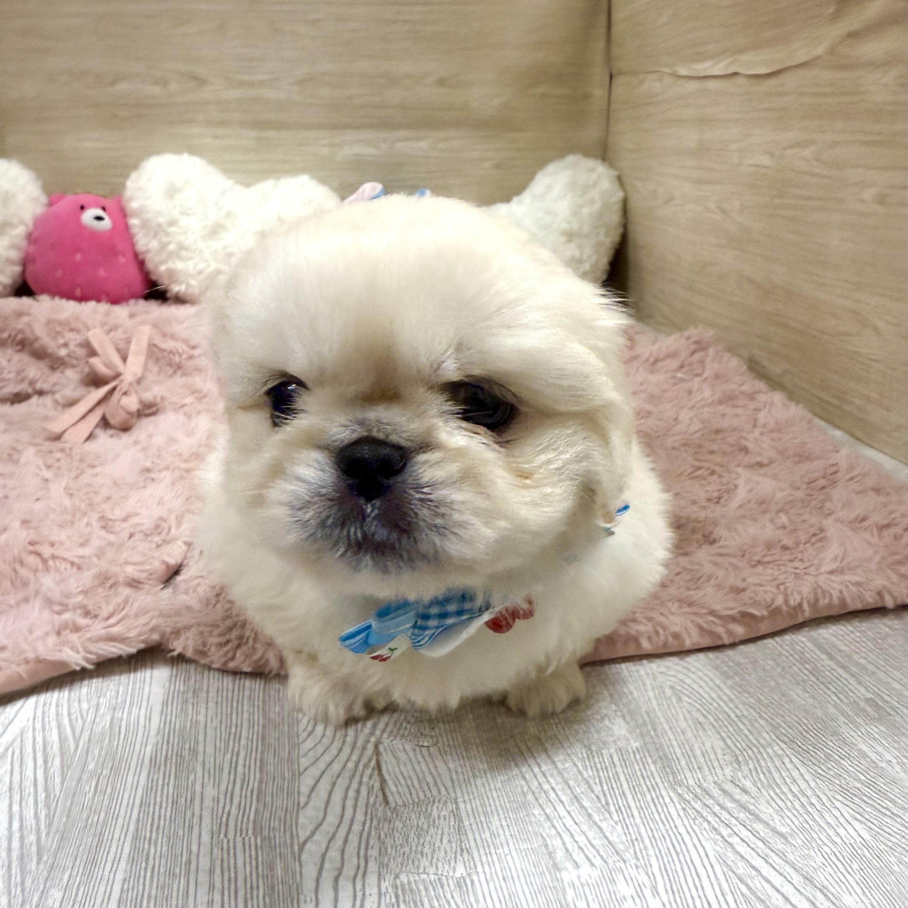 大阪府のペキニーズ (犬の家＆猫の里そよら東岸和田店/2026年5月20日生まれ/男の子/クリーム)の子犬の4枚目の画像
