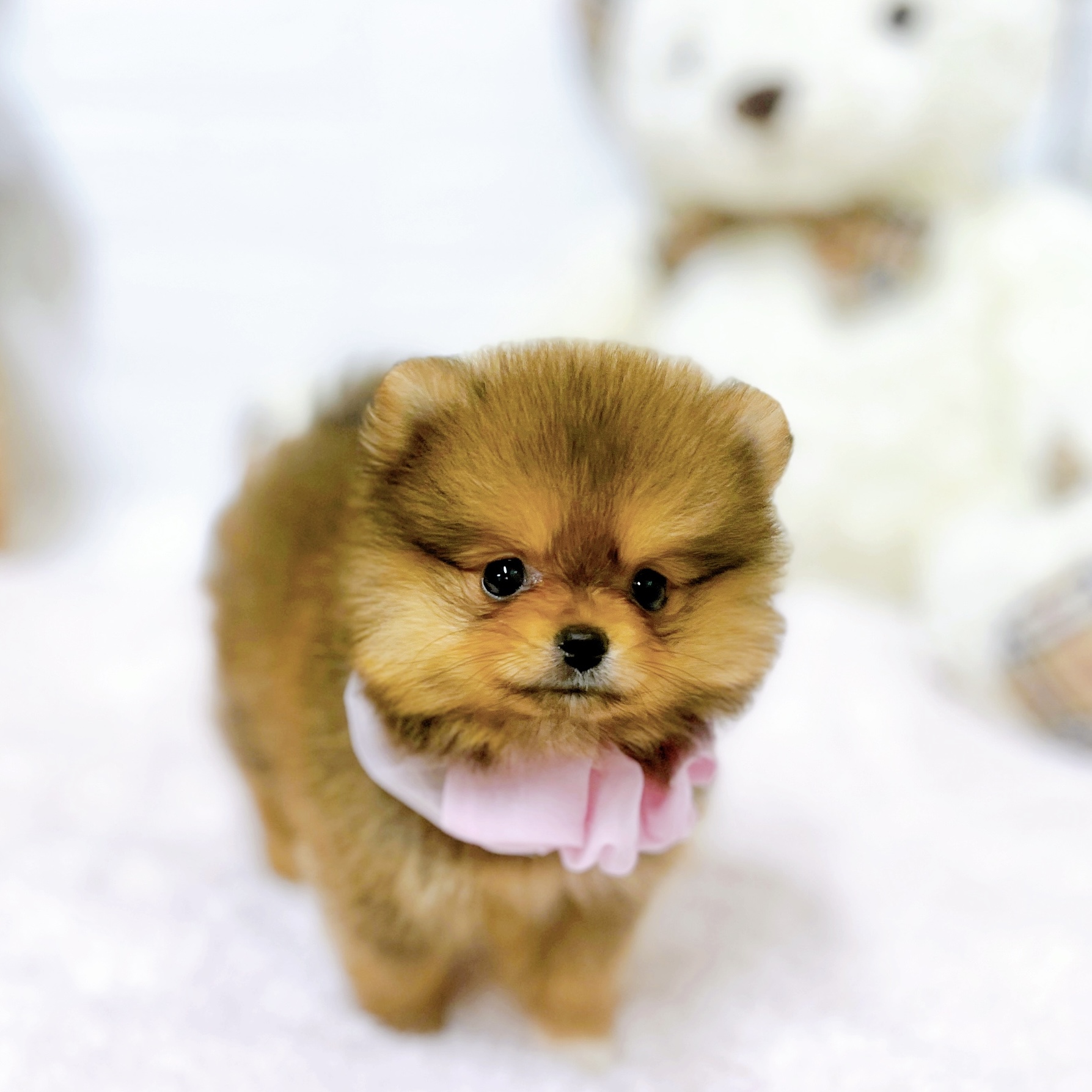 滋賀県のポメラニアン (犬の家＆猫の里近江八幡店/2026年5月21日生まれ/女の子/オレンジ)の子犬の4枚目の画像