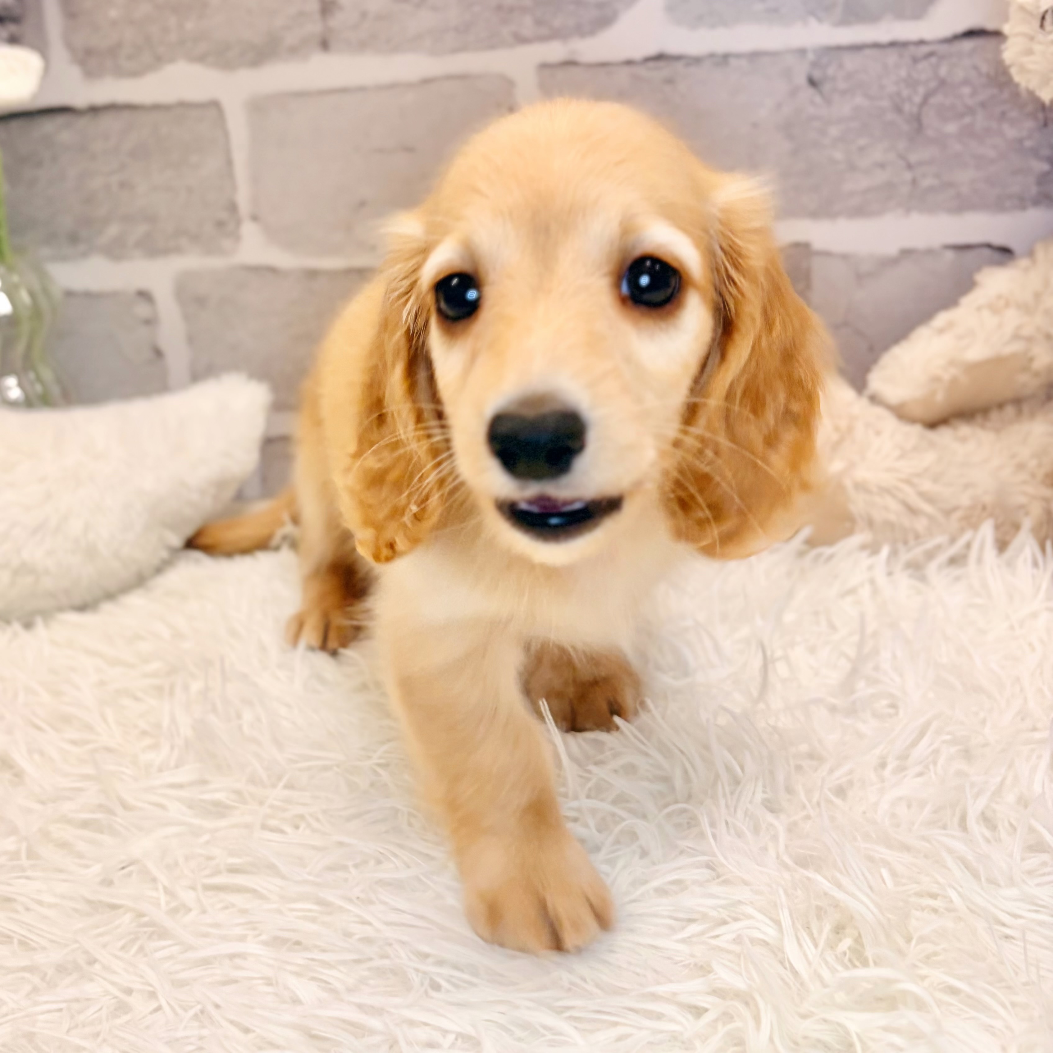 兵庫県のミニチュアダックスフンド(ロング) (犬の家＆猫の里神戸店/2026年5月21日生まれ/男の子/ゴールド)の子犬の4枚目の画像