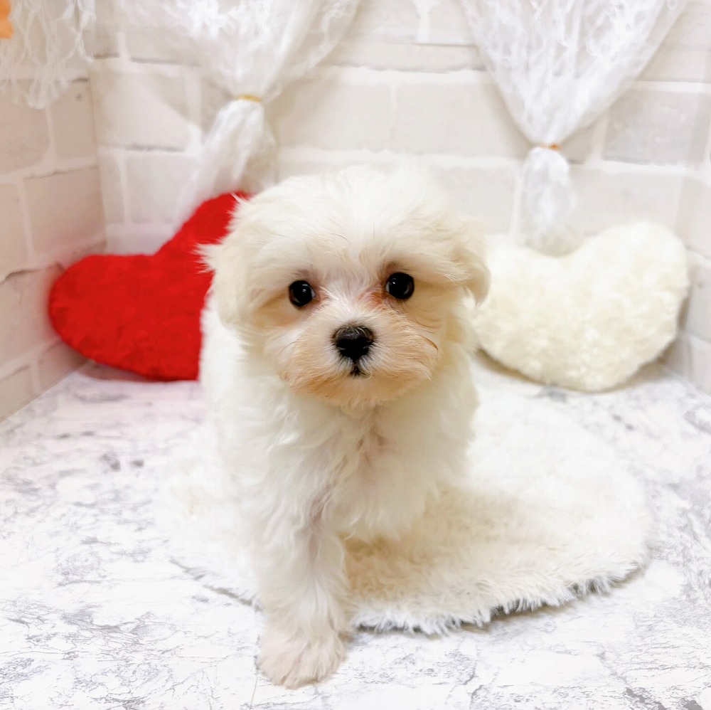 京都府のマルチーズ (犬の家＆猫の里京都精華店/2026年5月20日生まれ/女の子/ホワイト)の子犬の4枚目の画像