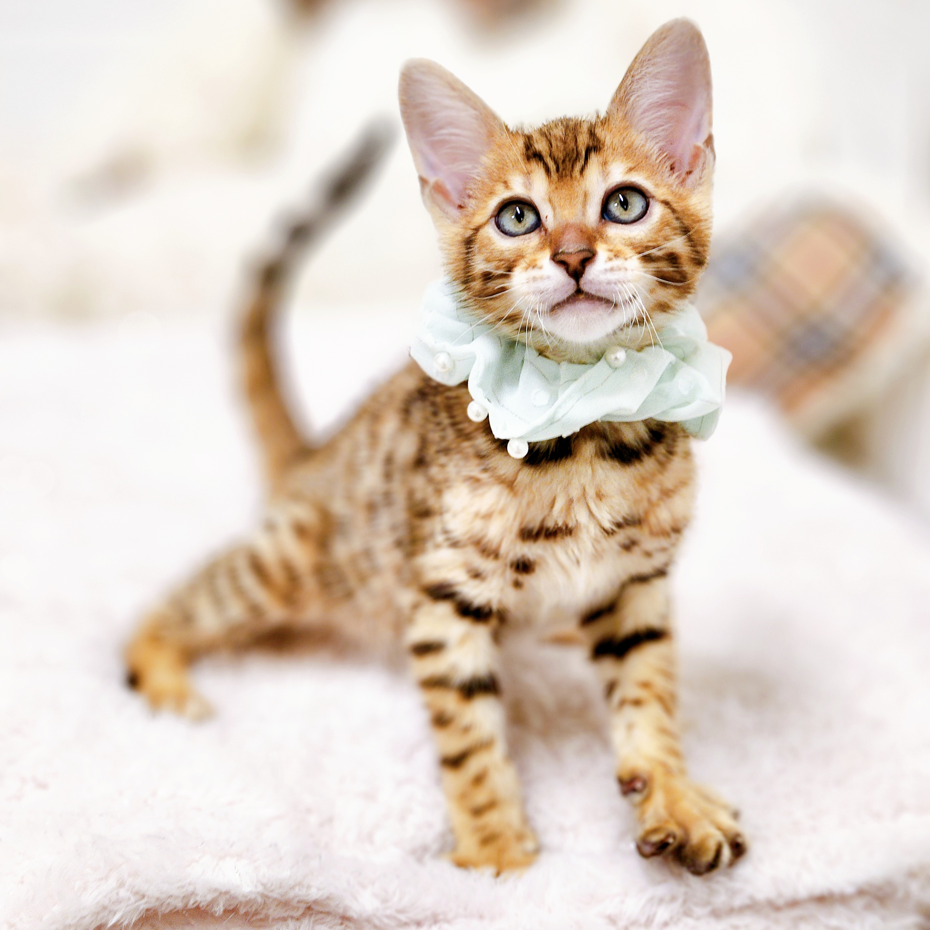 滋賀県のベンガル (犬の家＆猫の里近江八幡店/2026年5月20日生まれ/男の子/ブラウンスポットタビー)の子猫の4枚目の画像