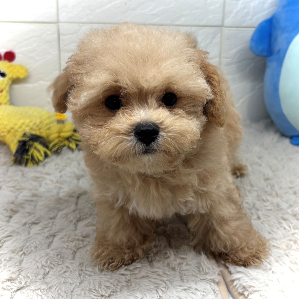兵庫県のマルプー(マルチーズ×プードル) (犬の家＆猫の里ゆめタウン姫路店/2026年5月19日生まれ/男の子/クリーム)の子犬の4枚目の画像