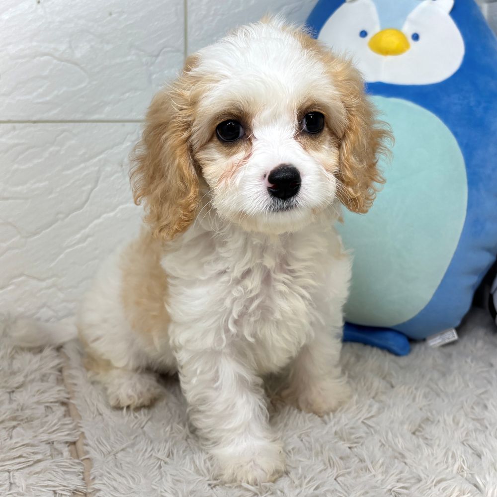 兵庫県のハーフ犬・ミックス犬 (犬の家＆猫の里ゆめタウン姫路店/2026年5月17日生まれ/女の子/レッドホワイト)の子犬の4枚目の画像