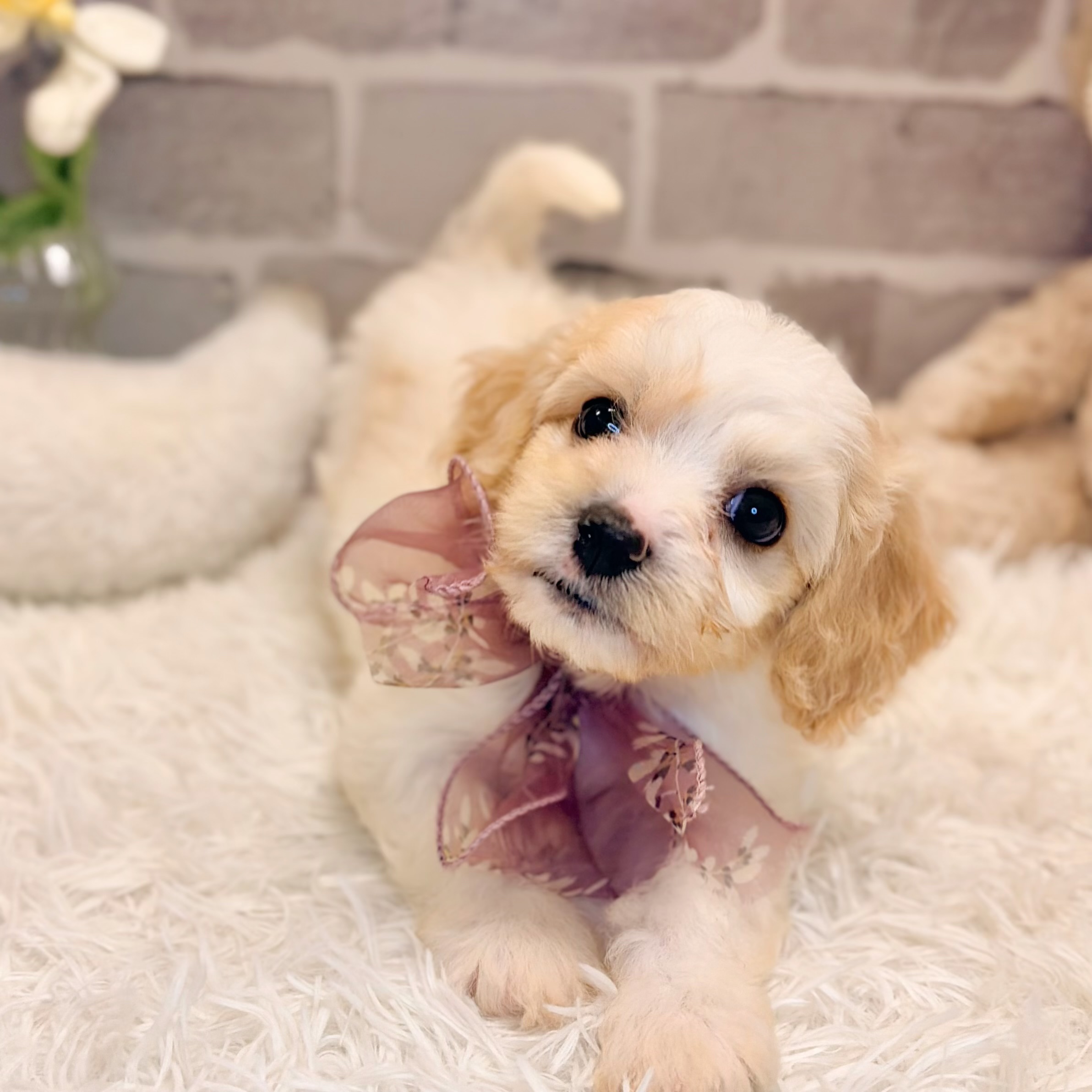 兵庫県のハーフ犬・ミックス犬 (犬の家＆猫の里神戸店/2026年5月17日生まれ/男の子/ホワイトレッド)の子犬の4枚目の画像