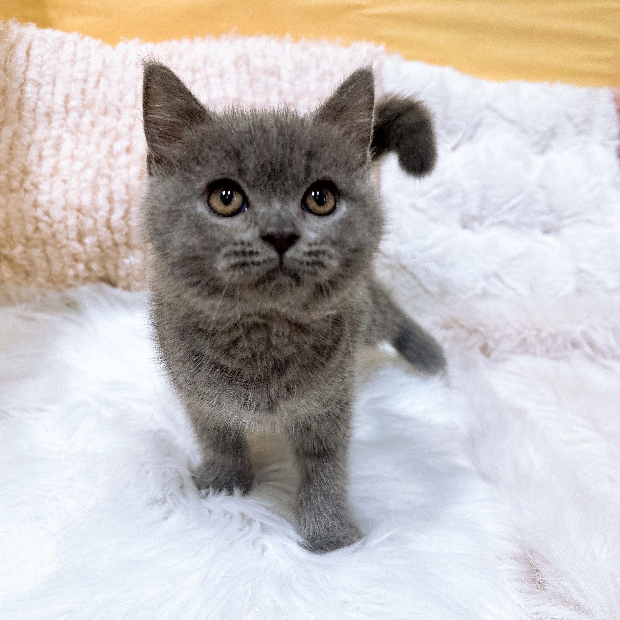 神奈川県のブリティッシュショートヘアー (犬の家＆猫の里元住吉ブレーメン通り店/2026年5月18日生まれ/男の子/ブルー)の子猫の4枚目の画像