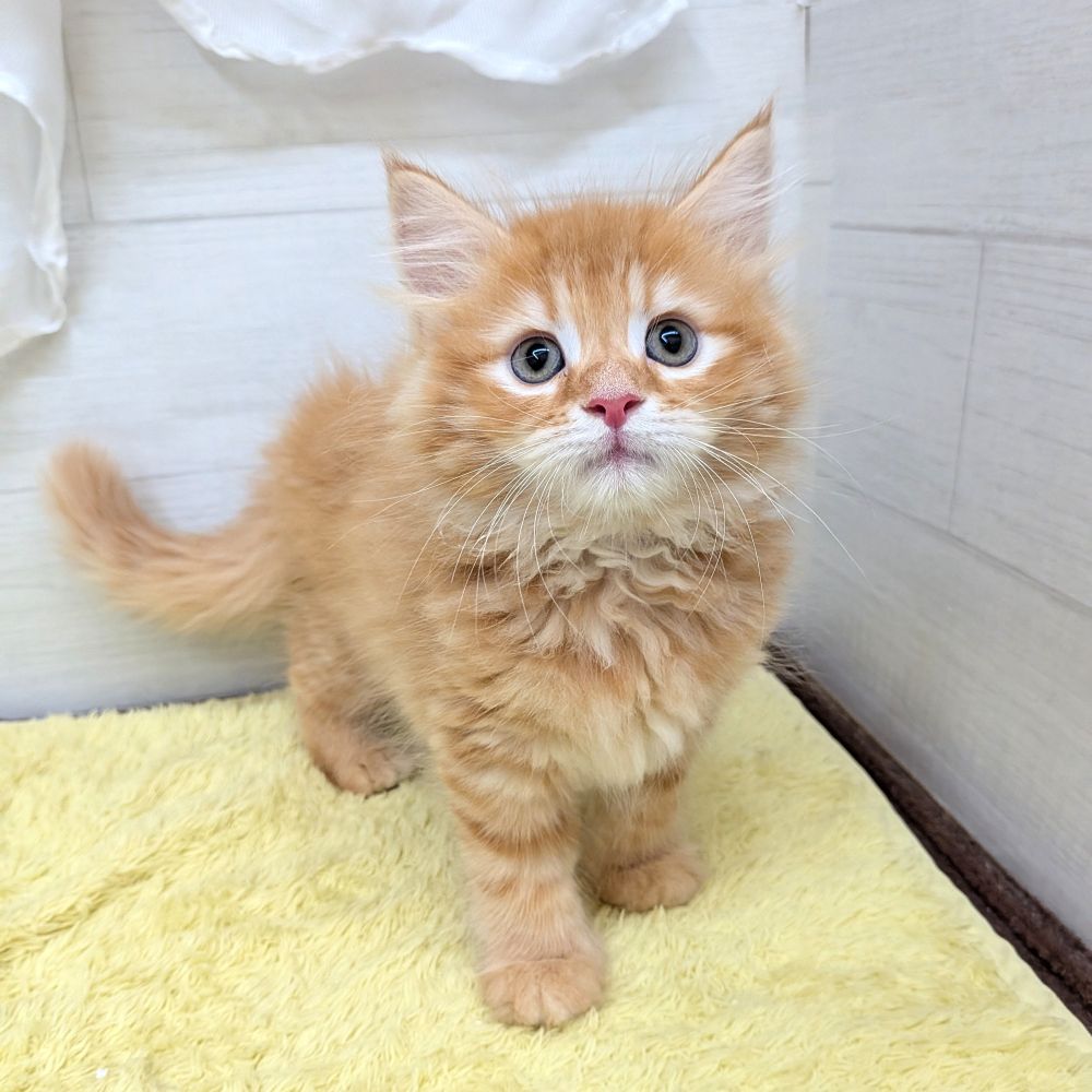 愛知県のサイベリアン (犬の家＆猫の里碧南店/2026年5月19日生まれ/男の子/レッドタビーホワイト)の子猫の1枚目の画像
