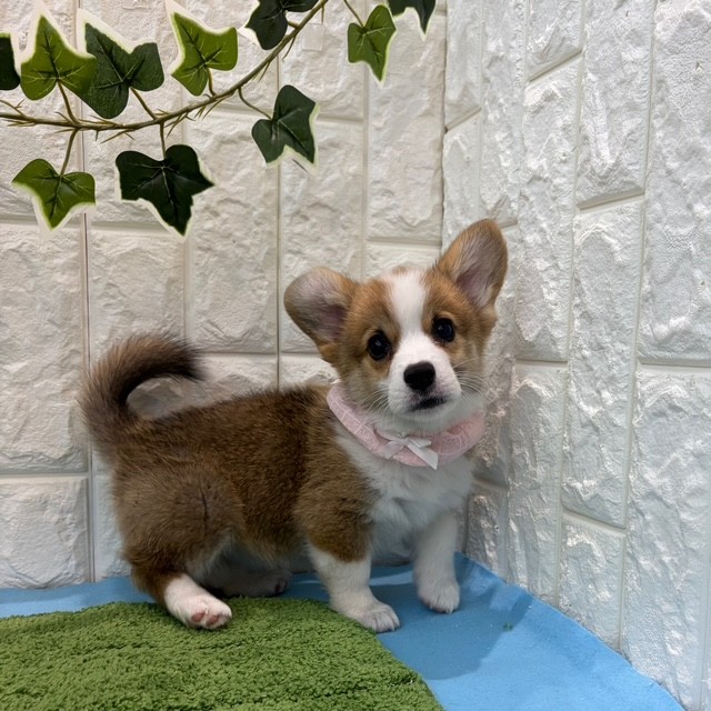 岡山県のウェルシュコーギーペンブローク (犬の家＆猫の里倉敷店/2026年5月21日生まれ/女の子/レッドホワイト)の子犬の1枚目の画像
