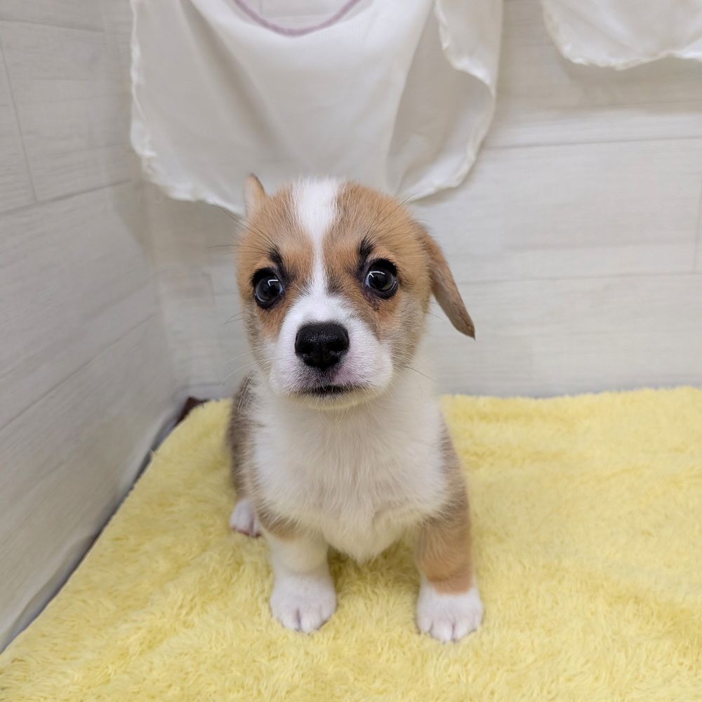 愛知県のウェルシュコーギーペンブローク (犬の家＆猫の里碧南店/2026年5月23日生まれ/男の子/レッドホワイト)の子犬の4枚目の画像