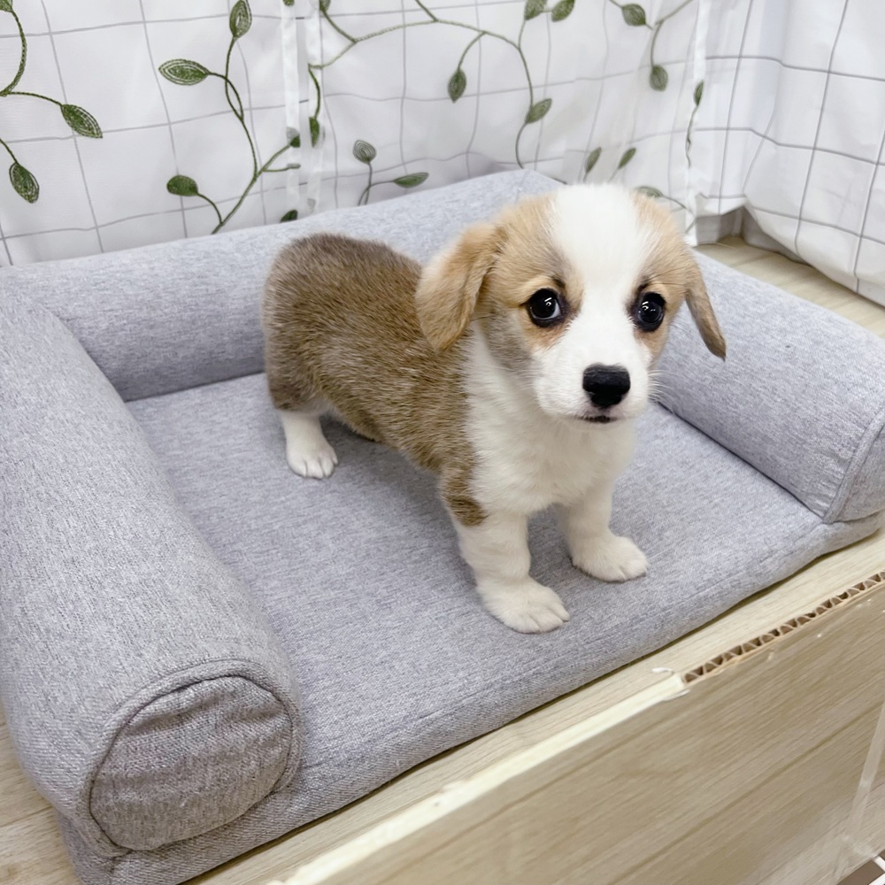 長野県のウェルシュコーギーペンブローク (犬の家＆猫の里塩尻店/2026年5月23日生まれ/女の子/レッドホワイト)の子犬の4枚目の画像