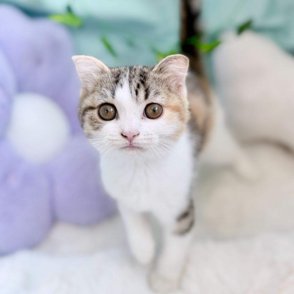 愛知県のスコティッシュフォールド (犬の家＆猫の里愛知刈谷店/2026年5月22日生まれ/女の子/ブラウンパッチドタビーホワイト)の子猫の4枚目の画像