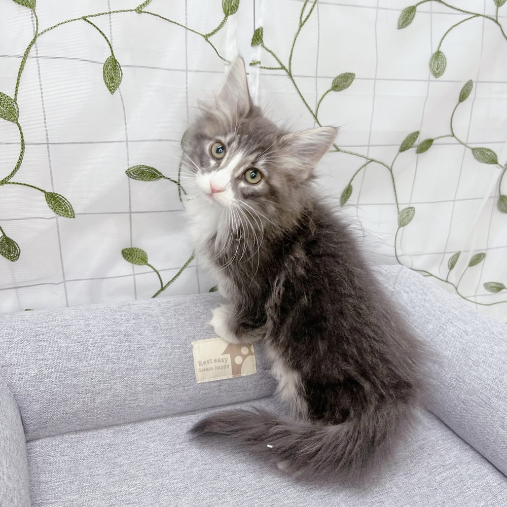 長野県のノルウェージャンフォレストキャット (犬の家＆猫の里塩尻店/2026年5月22日生まれ/男の子/ブルータビーホワイト)の子猫の4枚目の画像