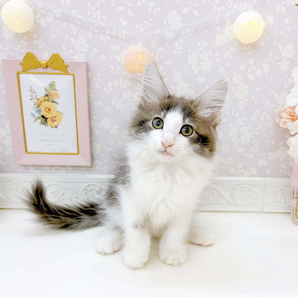 富山県のノルウェージャンフォレストキャット (犬の家＆猫の里富山店/2026年5月22日生まれ/男の子/ブルータビーホワイト)の子猫の4枚目の画像