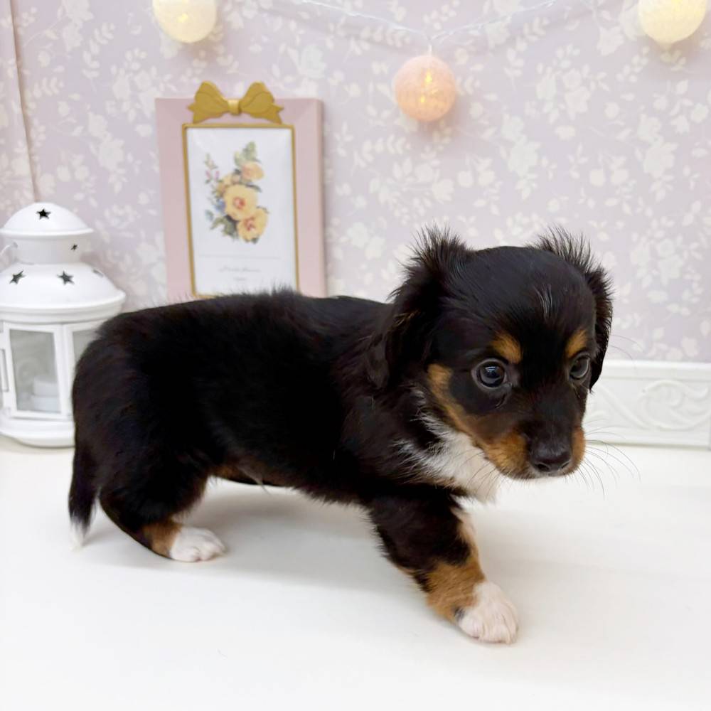 富山県のチワックス(チワワ×ダックス) (犬の家＆猫の里富山店/2026年5月22日生まれ/男の子/ブラックタンホワイト)の子犬の4枚目の画像