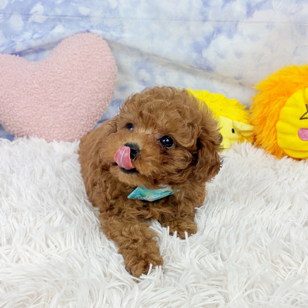 兵庫県のトイプードル(タイニー) (犬の家＆猫の里川西店/2026年5月22日生まれ/男の子/レッドフォーン)の子犬の4枚目の画像