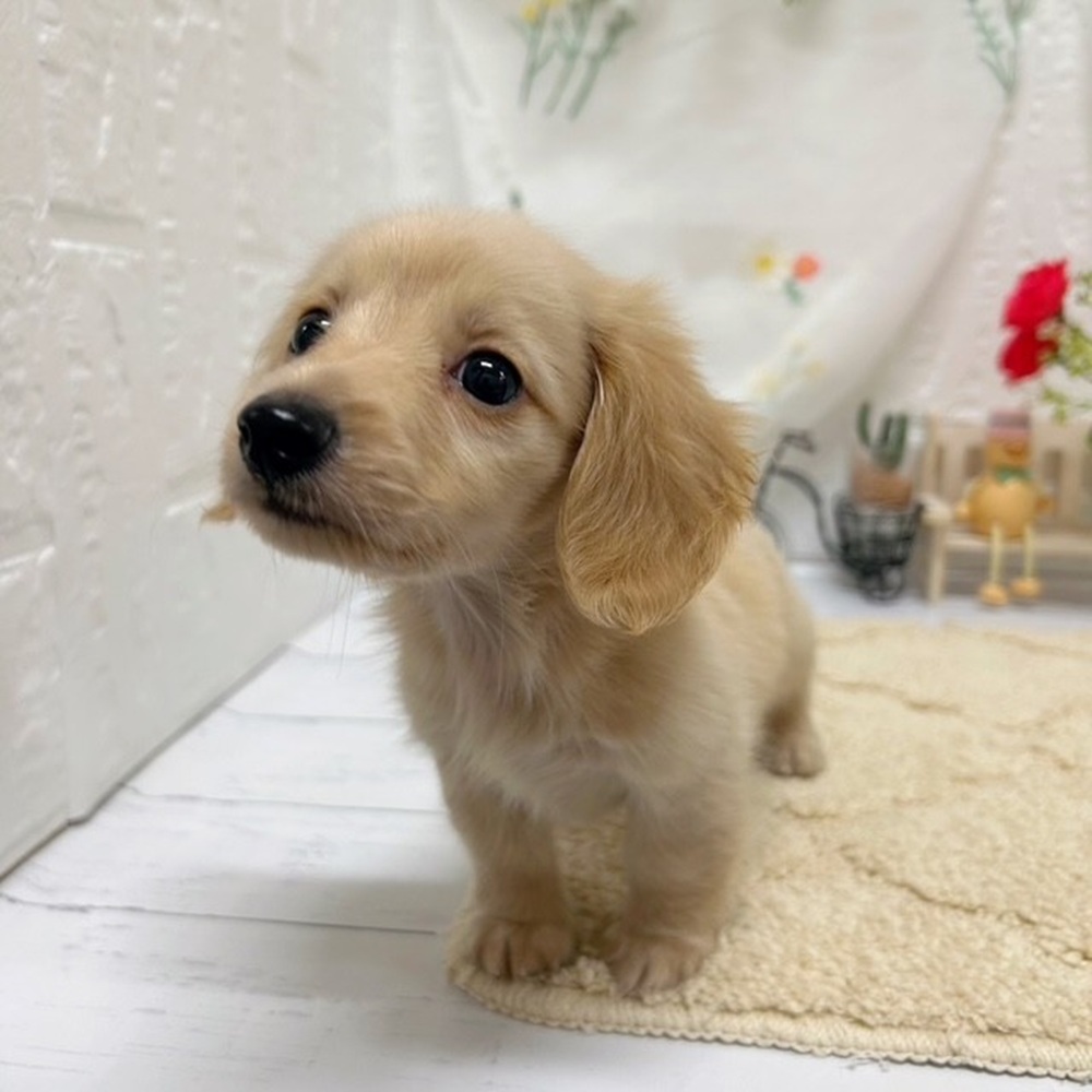 岡山県のカニンヘンダックスフンド(ロング) (犬の家＆猫の里岡山店/2026年5月23日生まれ/男の子/イエロー)の子犬の4枚目の画像