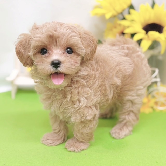 静岡県のマルプー(マルチーズ×プードル) (犬の家＆猫の里藤枝店/2026年5月23日生まれ/男の子/アプリコットホワイト)の子犬の4枚目の画像