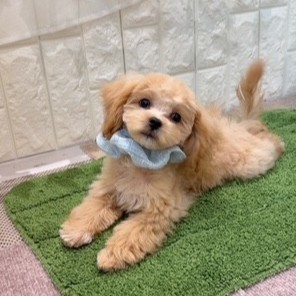 岡山県のマルプー(マルチーズ×プードル) (犬の家＆猫の里倉敷店/2026年5月23日生まれ/男の子/アプリコットホワイト)の子犬の4枚目の画像