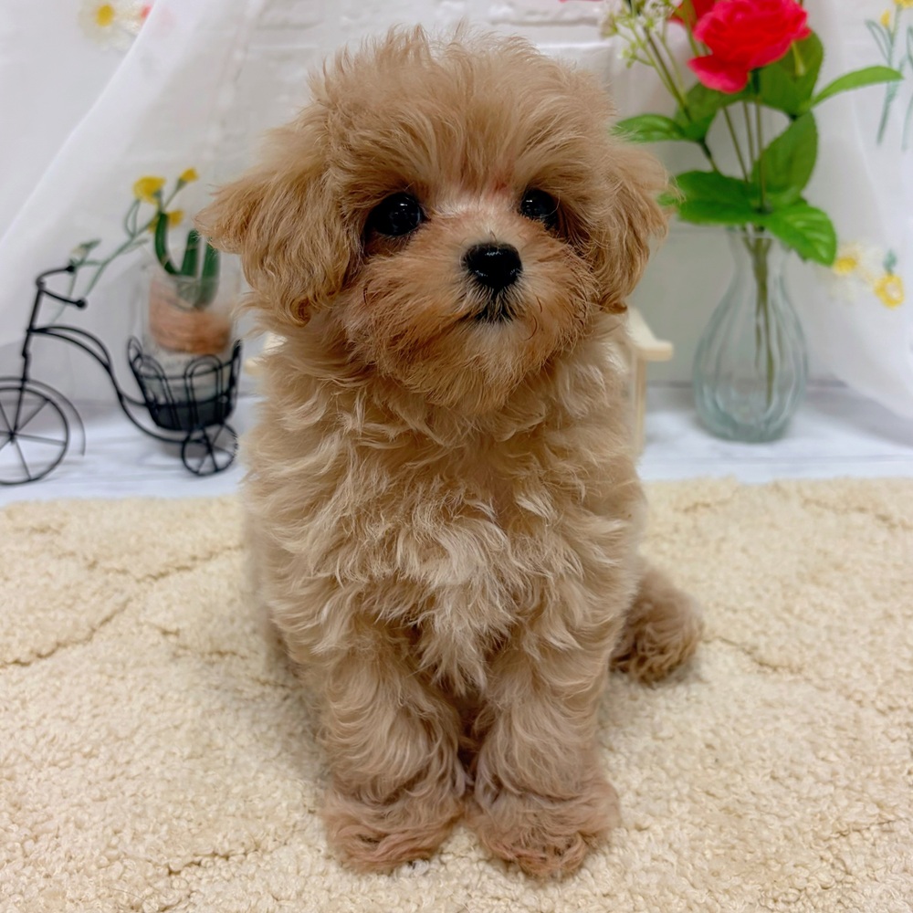 岡山県のマルプー(マルチーズ×プードル) (犬の家＆猫の里岡山店/2026年5月23日生まれ/女の子/アプリコットホワイト)の子犬の4枚目の画像
