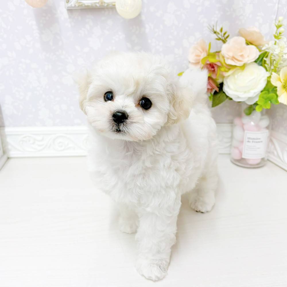 富山県のマルプー(マルチーズ×プードル) (犬の家＆猫の里アミーゴ山室店/2026年5月22日生まれ/男の子/ホワイト)の子犬の4枚目の画像
