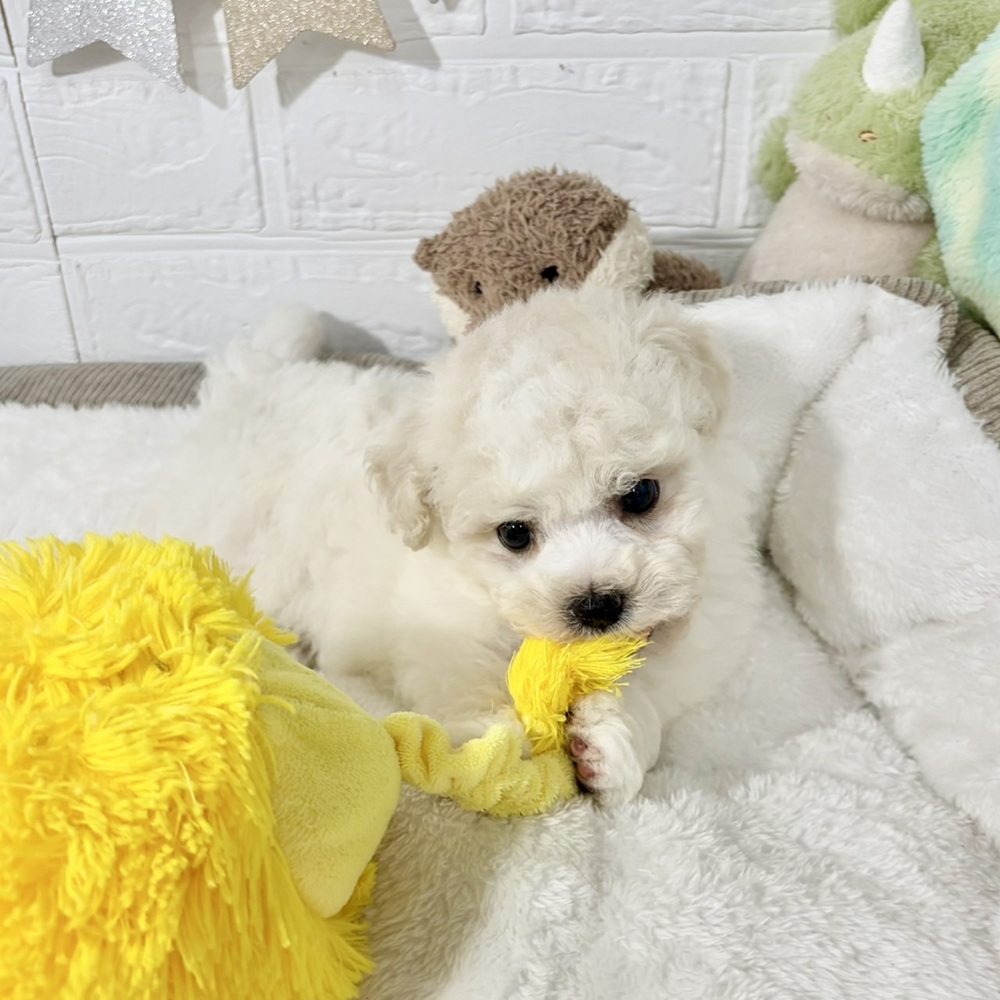 兵庫県のハーフ犬・ミックス犬 (犬の家＆猫の里ニッケパークタウン加古川店/2026年5月23日生まれ/男の子/クリームホワイト)の子犬の4枚目の画像