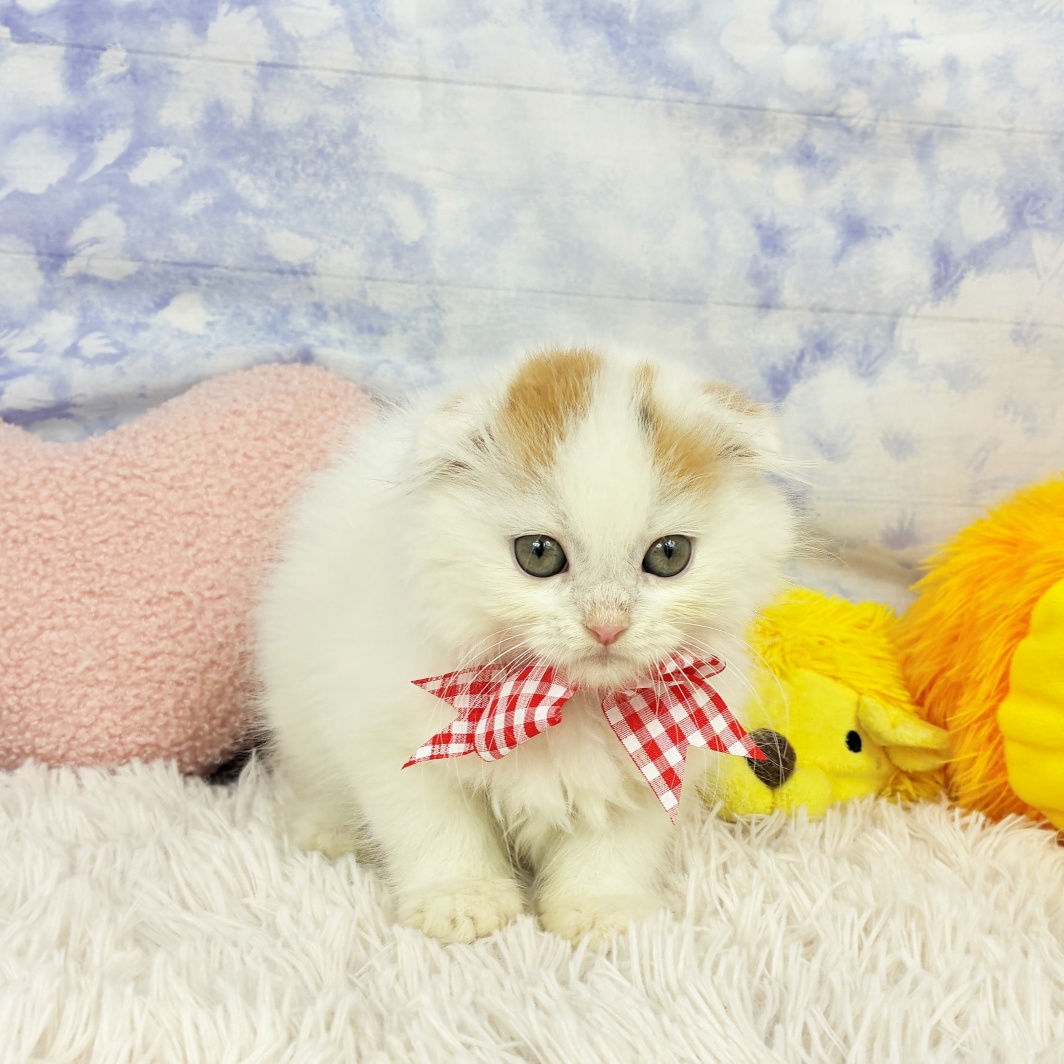兵庫県のスコティッシュフォールド (犬の家＆猫の里川西店/2026年5月13日生まれ/女の子/バンキャリコ)の子猫の4枚目の画像