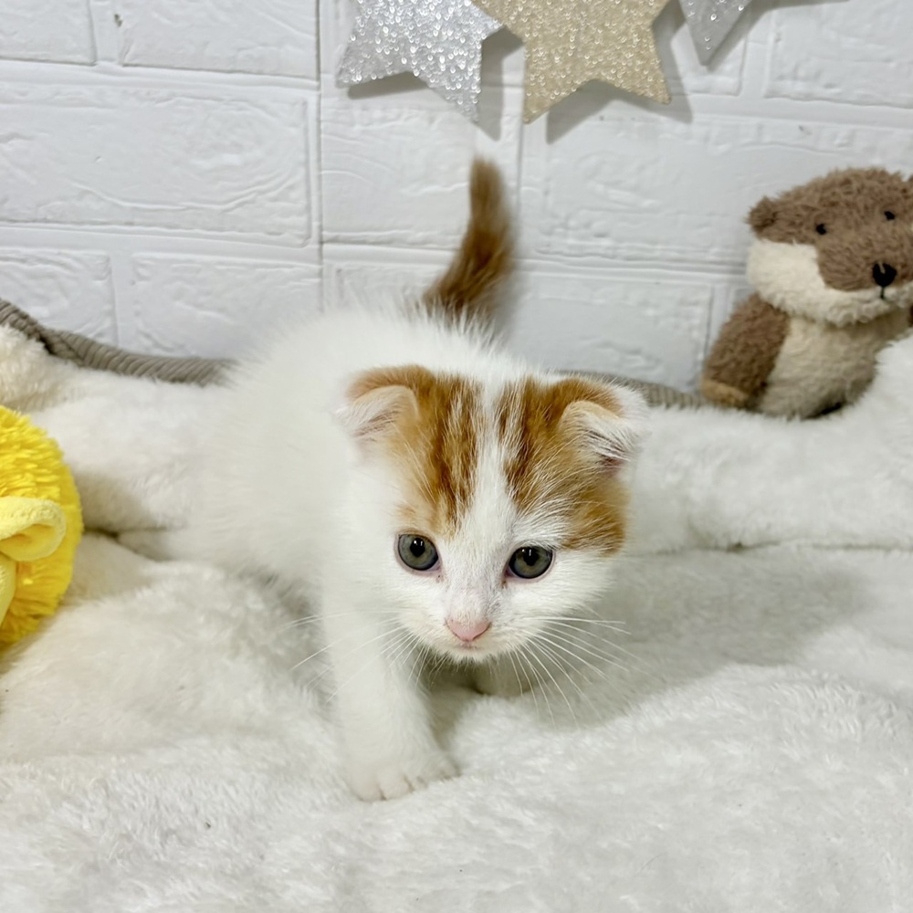 兵庫県のスコティッシュフォールド (犬の家＆猫の里ニッケパークタウン加古川店/2026年5月19日生まれ/男の子/レッドタビーホワイト)の子猫の4枚目の画像