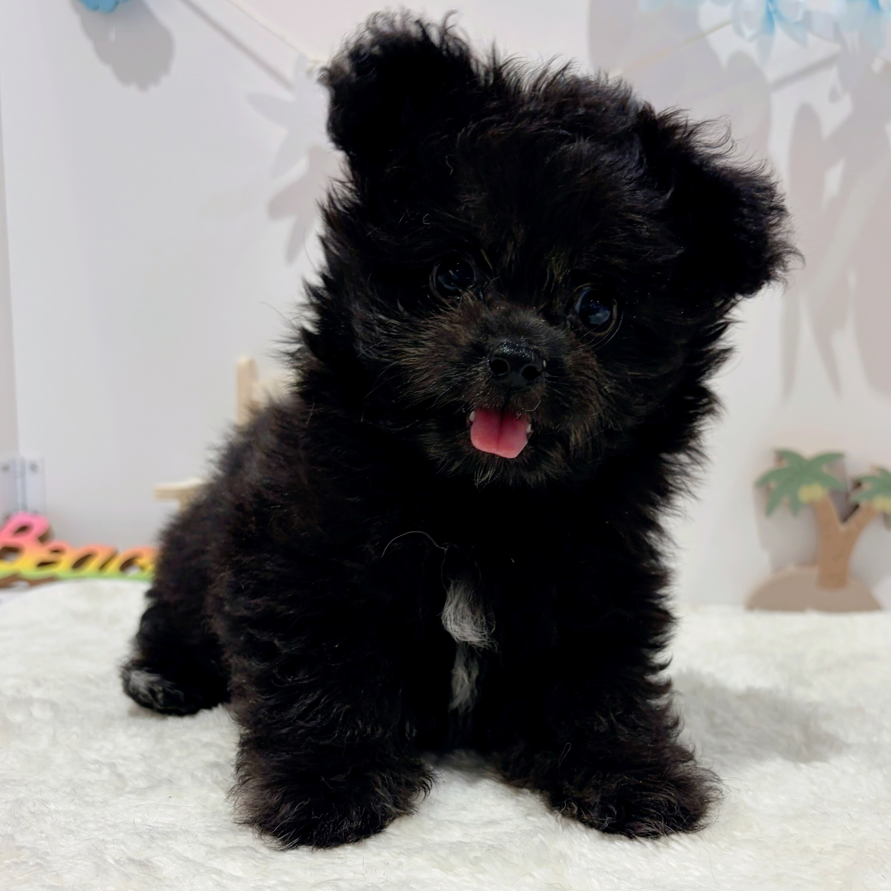 岡山県のポメプー(ポメラニアン×プードル) (犬の家＆猫の里天満屋ハピーズ西大寺モール店/2026年5月24日生まれ/男の子/ブラック)の子犬の4枚目の画像