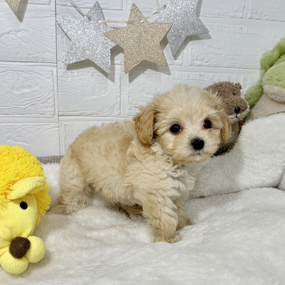 兵庫県のマルプー(マルチーズ×プードル) (犬の家＆猫の里ニッケパークタウン加古川店/2026年5月21日生まれ/男の子/クリーム)の子犬の4枚目の画像