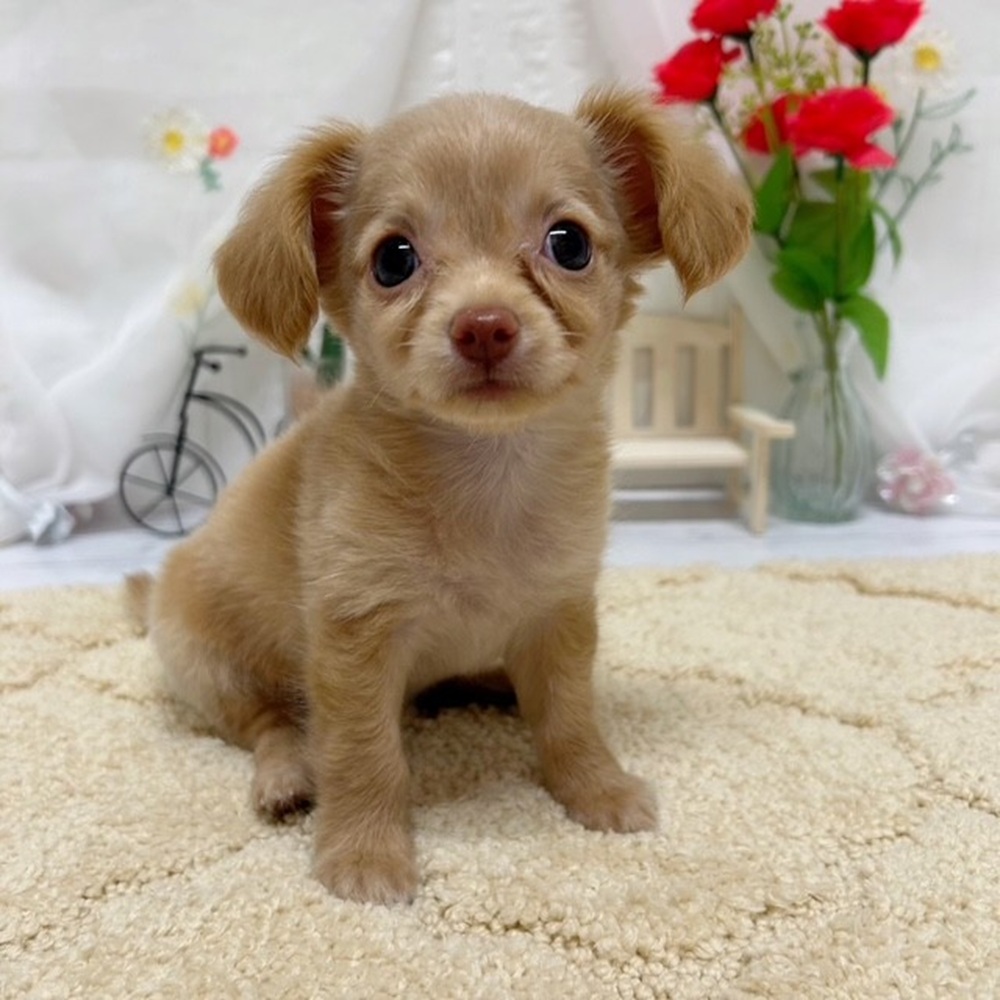岡山県のチワックス(チワワ×ダックス) (犬の家＆猫の里岡山店/2026年5月22日生まれ/女の子/クリーム)の子犬の4枚目の画像