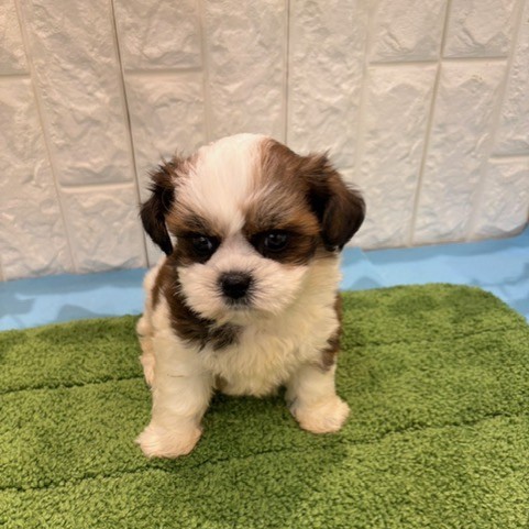 岡山県のハーフ犬・ミックス犬 (犬の家＆猫の里倉敷店/2026年5月24日生まれ/男の子/レッドホワイト)の子犬の4枚目の画像