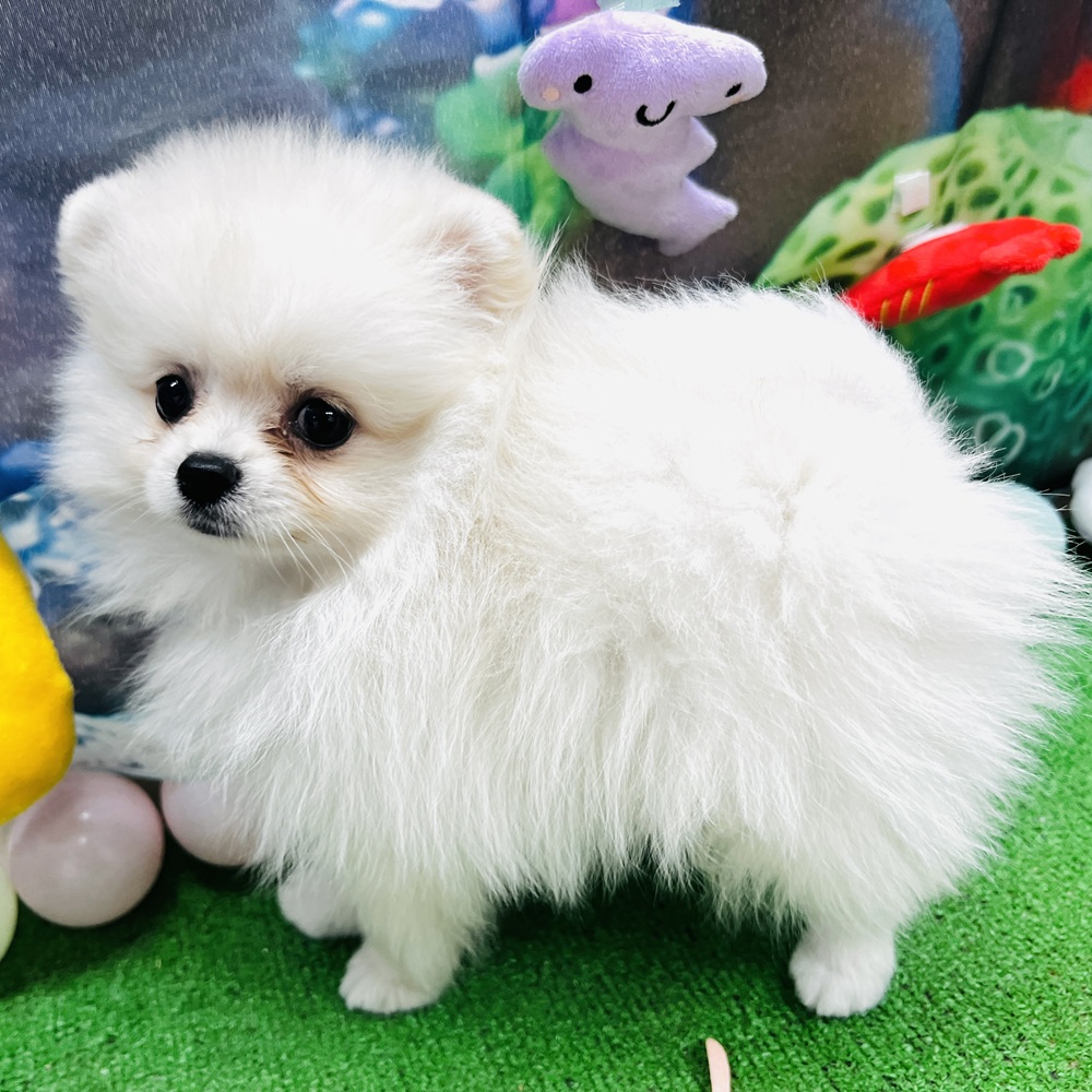 愛知県のポメラニアン (犬の家＆猫の里名古屋天白店/2026年5月21日生まれ/男の子/クリーム)の子犬の4枚目の画像