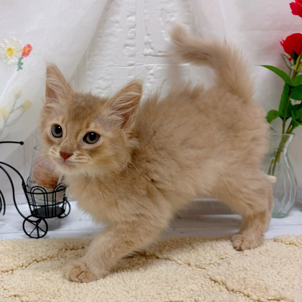 岡山県のソマリ (犬の家＆猫の里岡山店/2026年5月21日生まれ/男の子/フォーン)の子猫の4枚目の画像