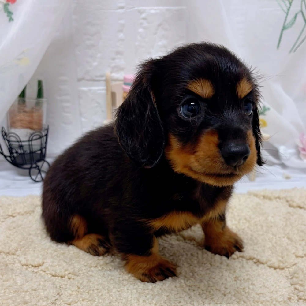 岡山県のミニチュアダックスフンド(ロング) (犬の家＆猫の里岡山店/2026年5月24日生まれ/男の子/チョコレートタン)の子犬の4枚目の画像