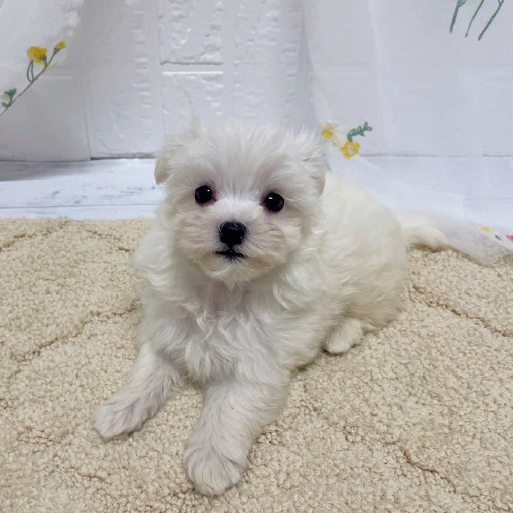岡山県のマルチーズ (犬の家＆猫の里岡山店/2026年5月22日生まれ/女の子/ホワイト)の子犬の4枚目の画像