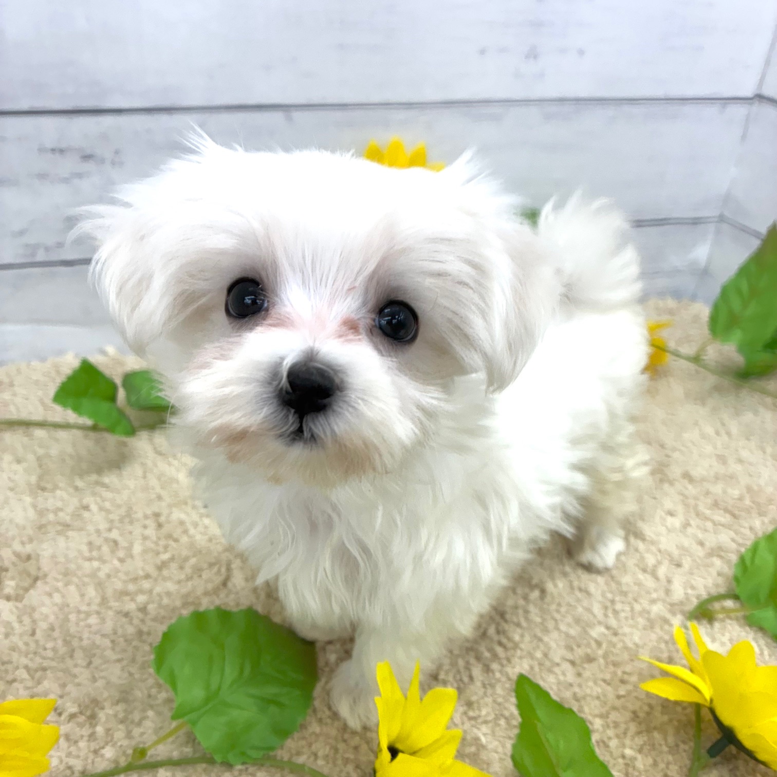 愛知県のマルチーズ (犬の家＆猫の里七宝店/2026年5月22日生まれ/女の子/ホワイト)の子犬の4枚目の画像
