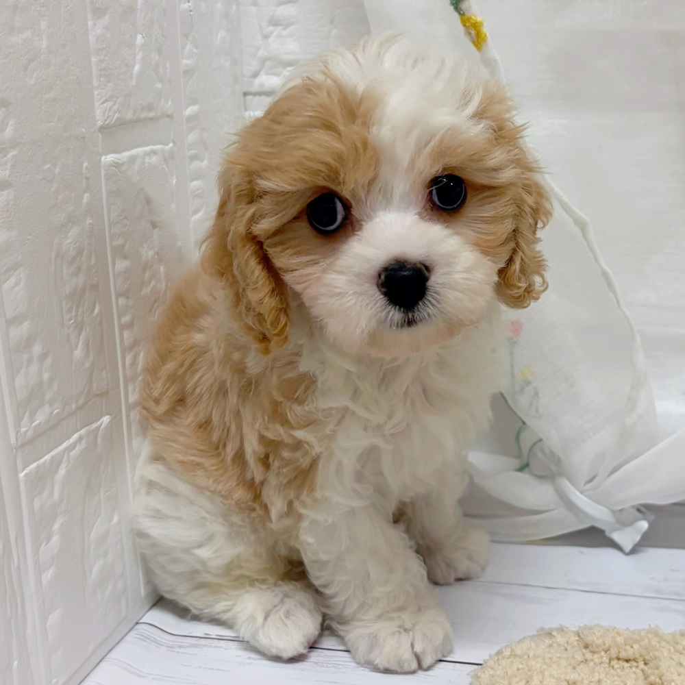 岡山県のハーフ犬・ミックス犬 (犬の家＆猫の里岡山店/2026年5月20日生まれ/男の子/パーティーカラー)の子犬の4枚目の画像