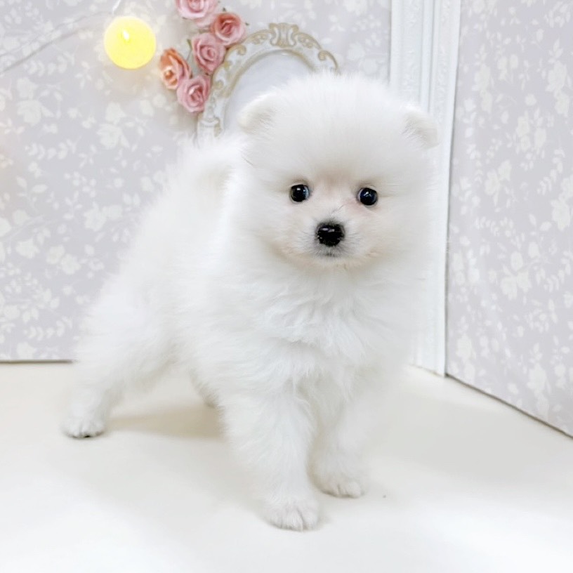 富山県のポメラニアン (犬の家＆猫の里アミーゴ高岡蓮花寺店/2026年5月22日生まれ/男の子/クリーム)の子犬の4枚目の画像