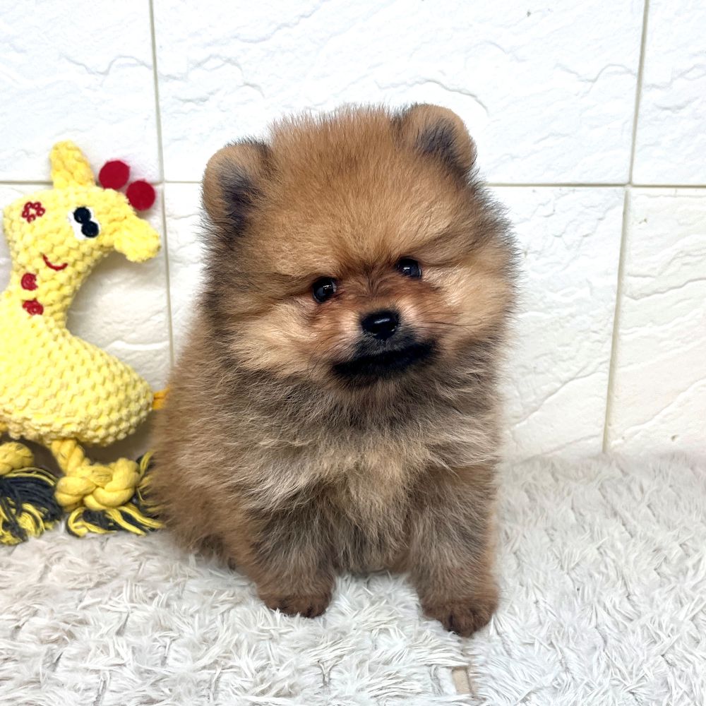 兵庫県のポメラニアン (犬の家＆猫の里ゆめタウン姫路店/2026年5月24日生まれ/男の子/オレンジ)の子犬の1枚目の画像