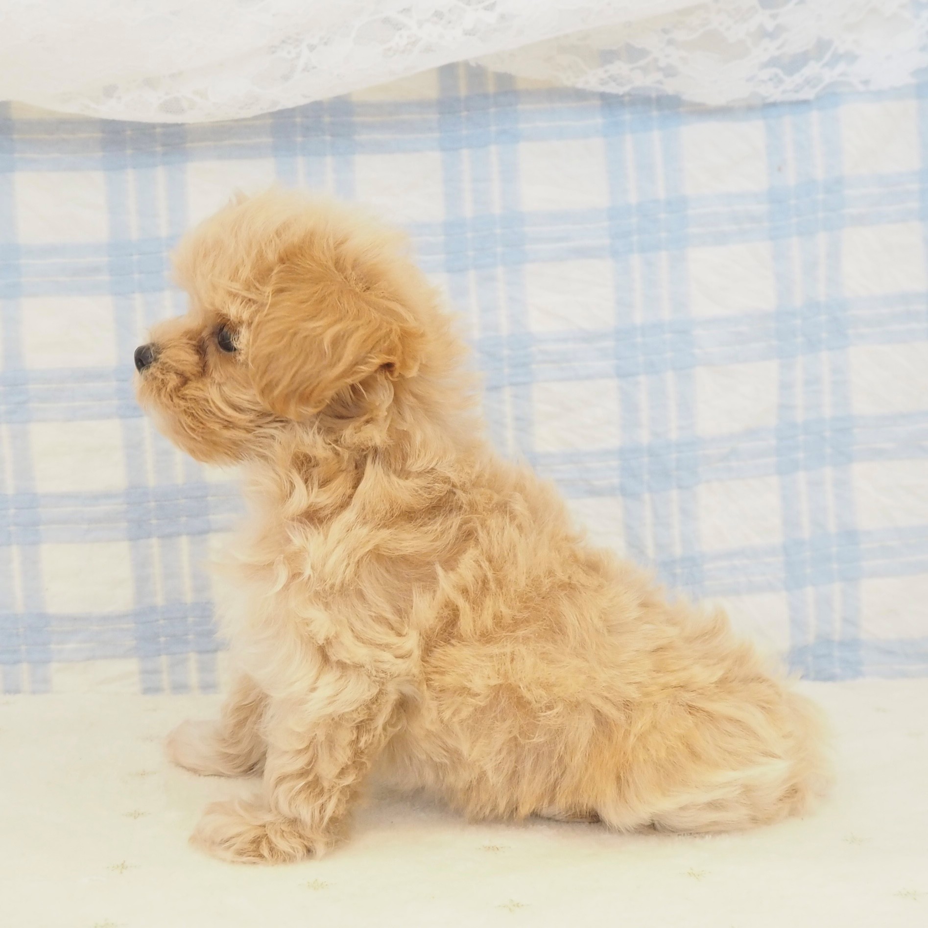 大阪府のマルプー(マルチーズ×プードル) (犬の家＆猫の里もりのみやキューズモールBASE店/2026年5月22日生まれ/女の子/クリーム)の子犬の4枚目の画像