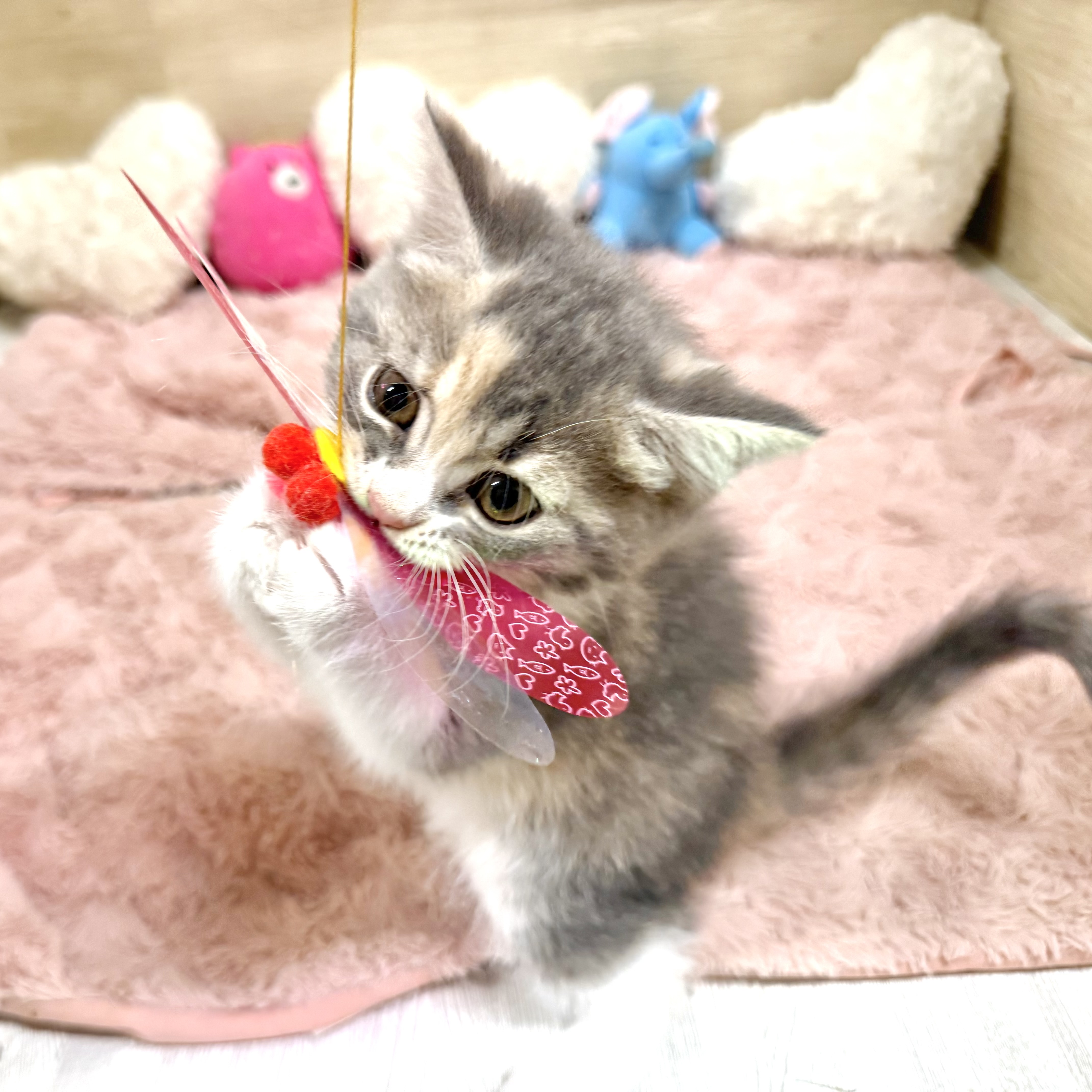 大阪府のマンチカン (犬の家＆猫の里そよら東岸和田店/2026年5月21日生まれ/女の子/キャリコ)の子猫の1枚目の画像