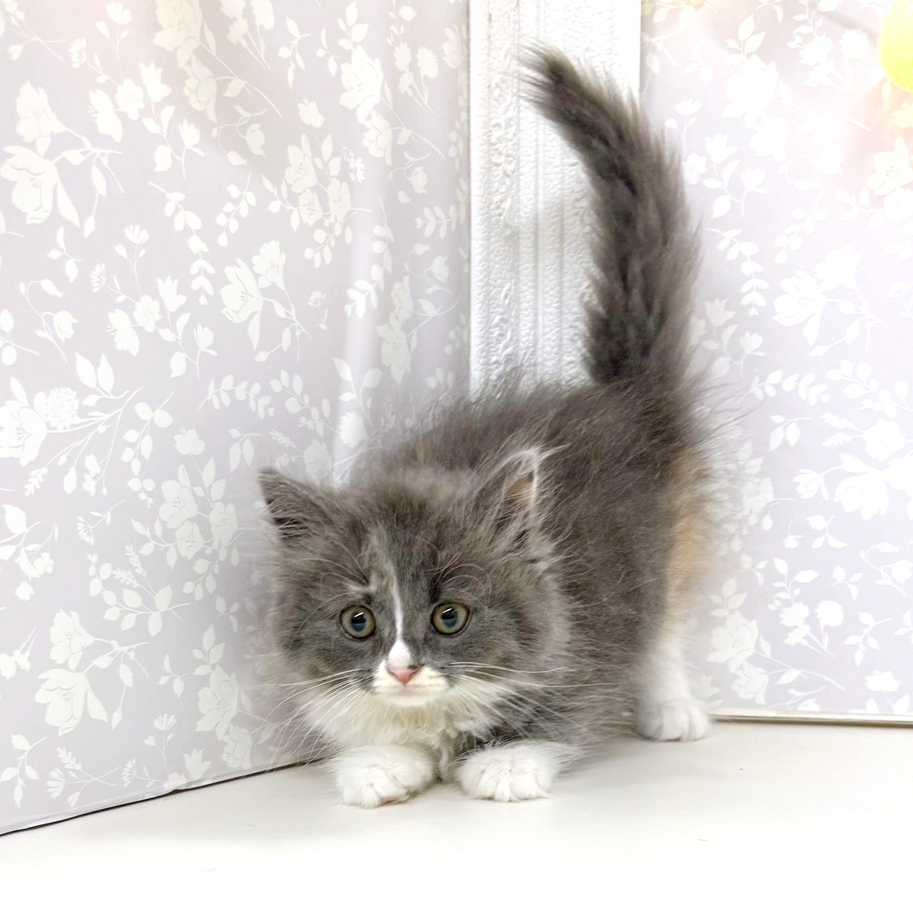 富山県のマンチカン (犬の家＆猫の里アミーゴ高岡蓮花寺店/2026年5月21日生まれ/女の子/ダイリュートキャリコ)の子猫の4枚目の画像
