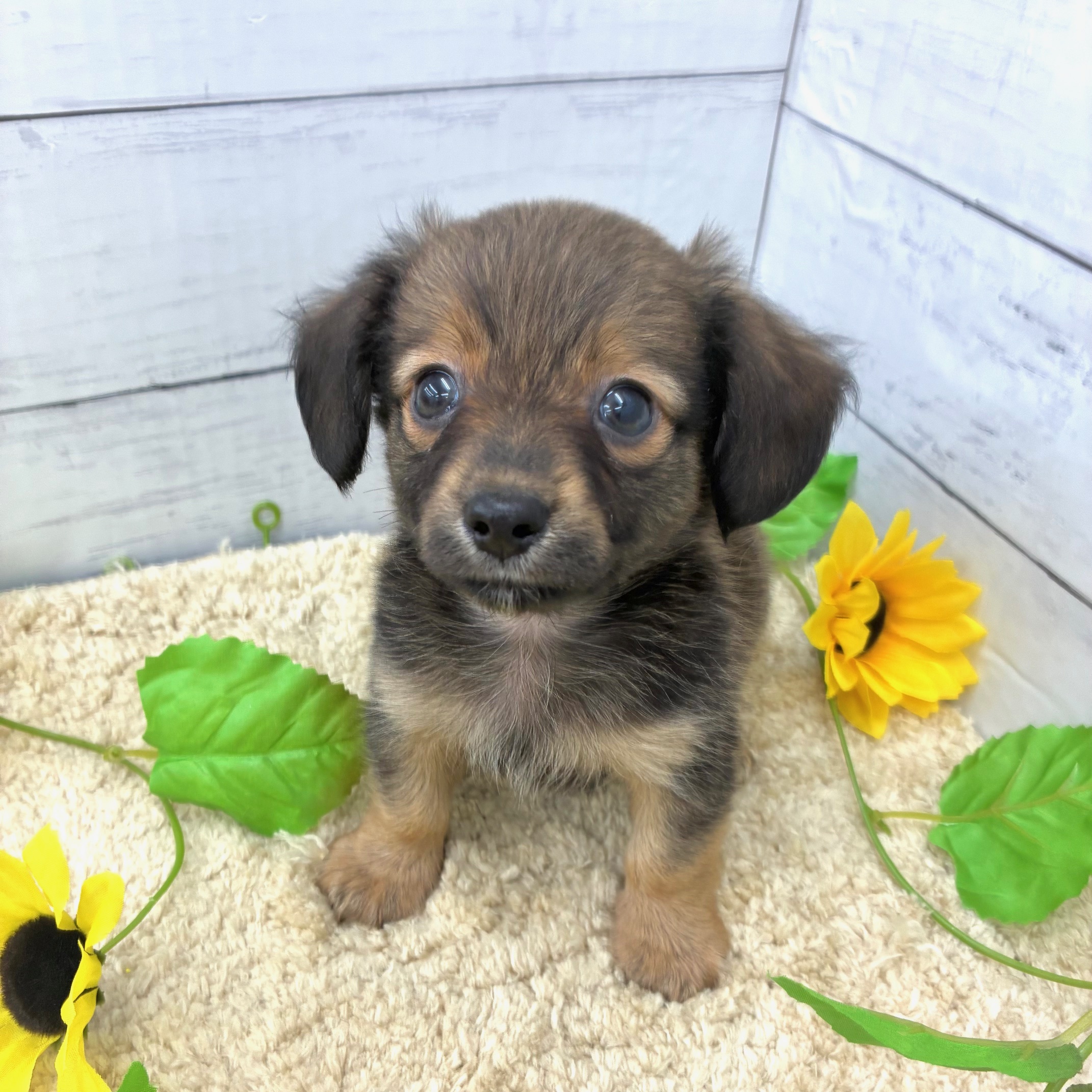 愛知県のチワックス(チワワ×ダックス) (犬の家＆猫の里七宝店/2026年5月24日生まれ/男の子/レッド)の子犬の4枚目の画像