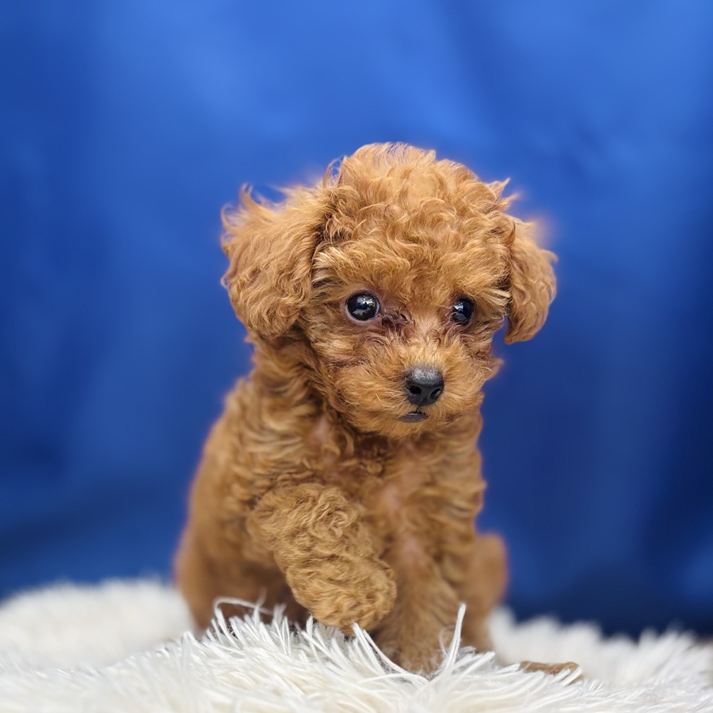 岐阜県のトイプードル(タイニー) (犬の家＆猫の里中津川店/2026年5月22日生まれ/女の子/レッド)の子犬の4枚目の画像