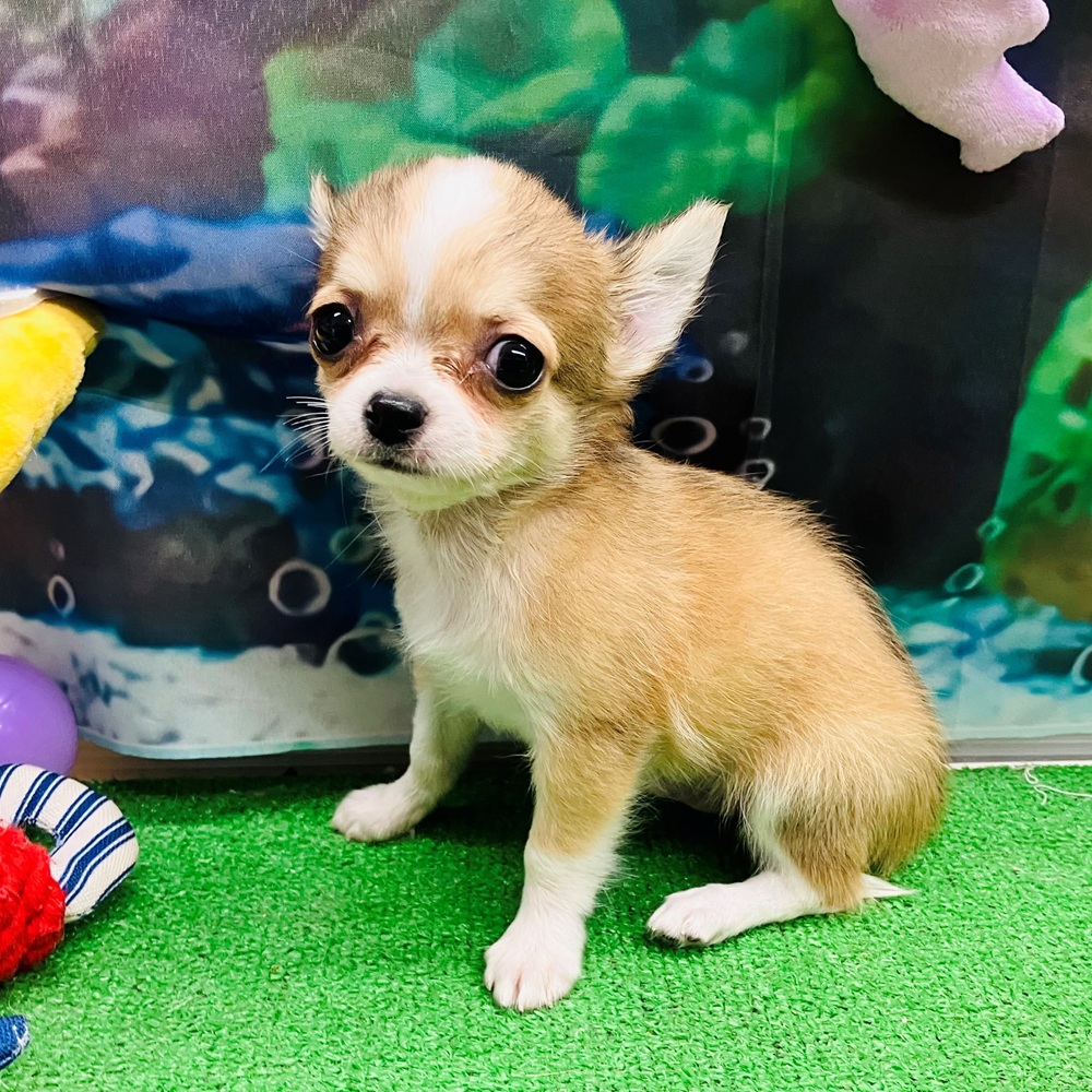 愛知県のチワワ(ロング) (犬の家＆猫の里名古屋天白店/2026年5月17日生まれ/男の子/レッドホワイト)の子犬の4枚目の画像