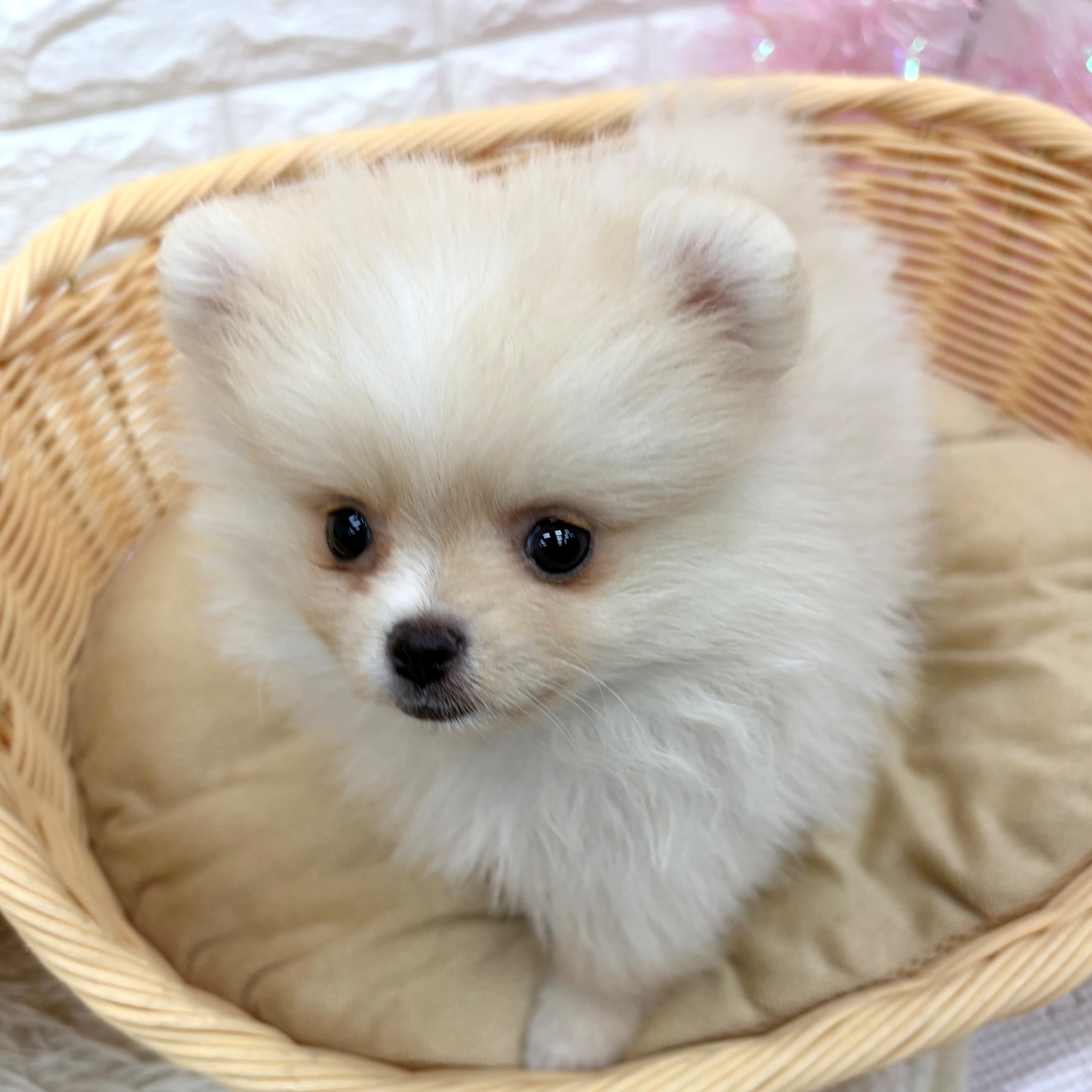 愛知県のポメラニアン (犬の家＆猫の里MEGAドン・キホーテ東海名和店/2026年5月24日生まれ/女の子/クリーム)の子犬の4枚目の画像