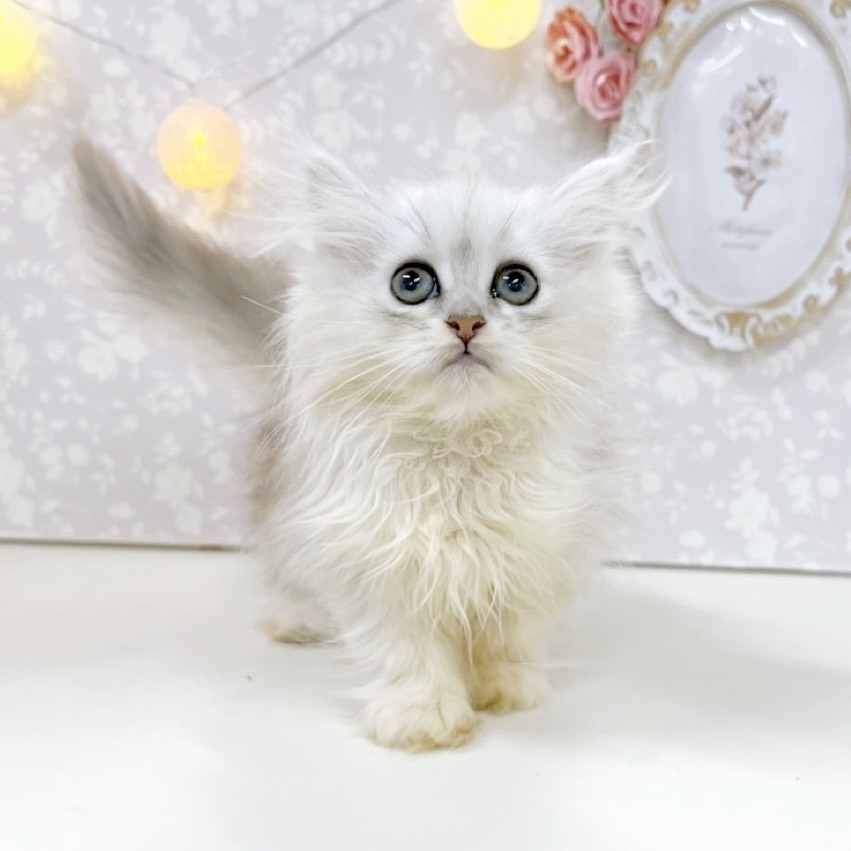 富山県のペルシャ (犬の家＆猫の里アミーゴ高岡蓮花寺店/2026年5月24日生まれ/女の子/チンチラシルバー)の子猫の4枚目の画像