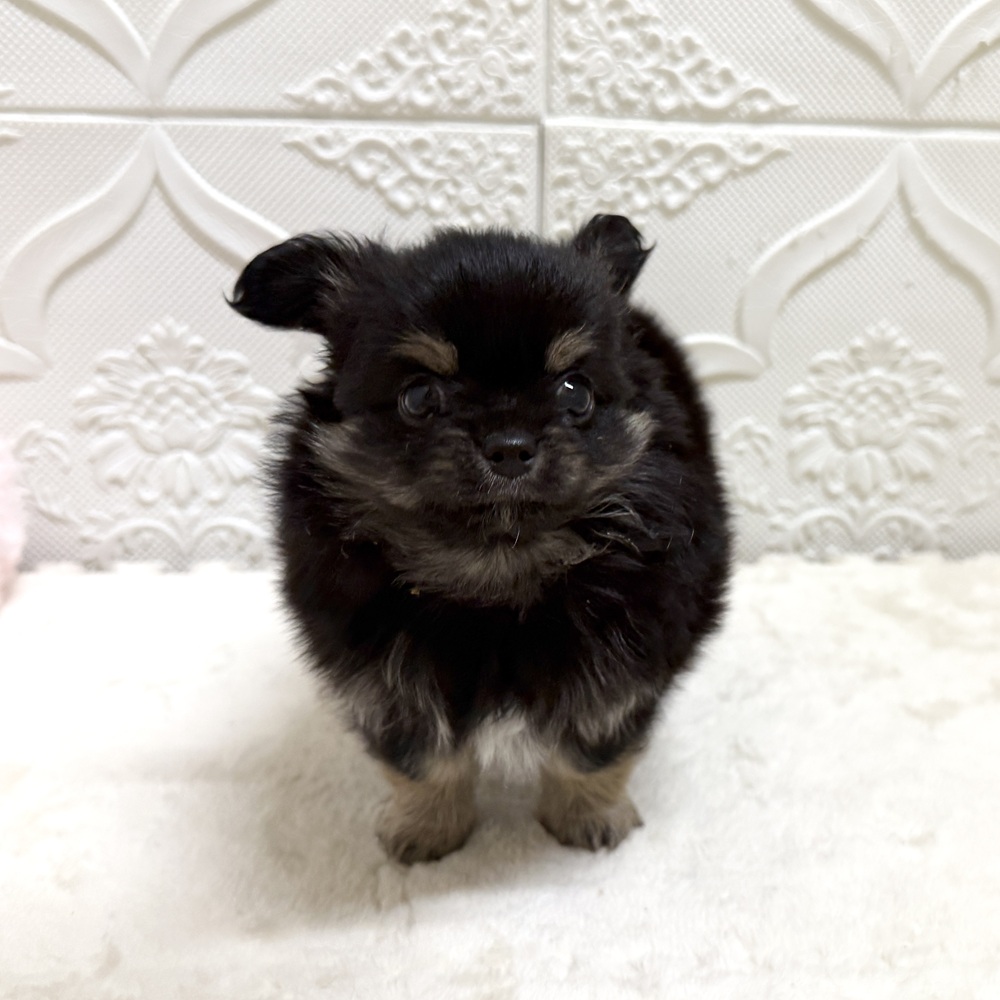 愛知県のチワワ(ロング) (犬の家＆猫の里岡崎店/2026年5月24日生まれ/男の子/ブラックタンホワイト)の子犬の4枚目の画像